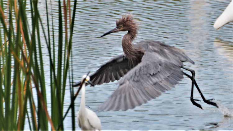 reddish heron